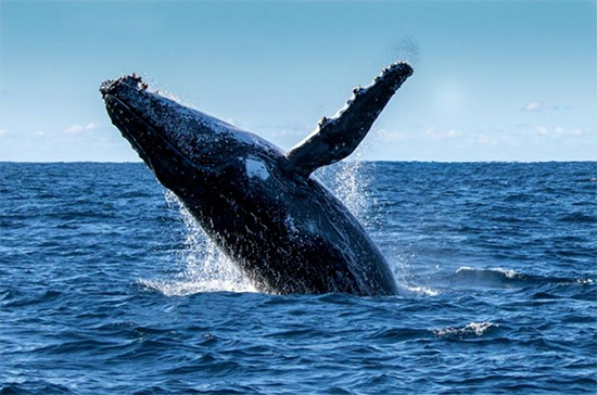 A whale is jumping in the water.